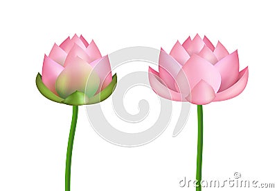 Realistic 3d Detailed Pink Lotus Flower Set. Vector Vector Illustration