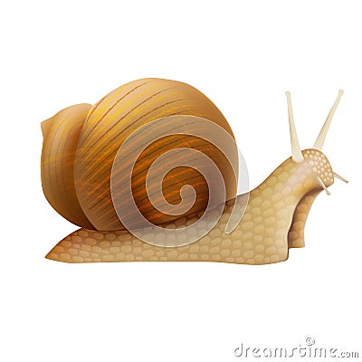 Realistic 3d Detailed Slimy Snail with Shell. Vector Vector Illustration