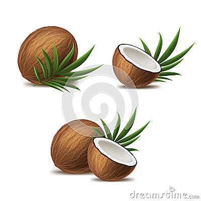 Realistic 3d Detailed Whole Coconut, Half and Green Leaf Set. Vector Vector Illustration