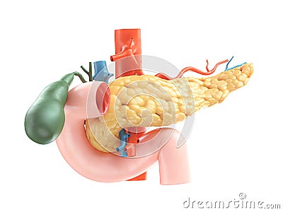 Realistic 3d illustration of human pancreas with gallbladder, duodenum and blood vessels Cartoon Illustration