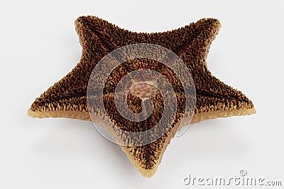 3D Render of Bat Starfish Stock Photo