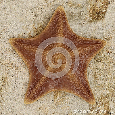 3D Render of Bat Starfish Stock Photo