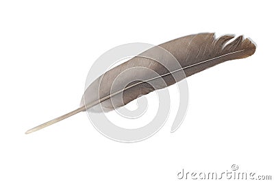 3d render of bird feather Stock Photo