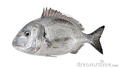 3D Render of Gilthead Bream Fish Stock Photo