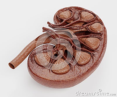 3D Render of Human Kidney Stock Photo