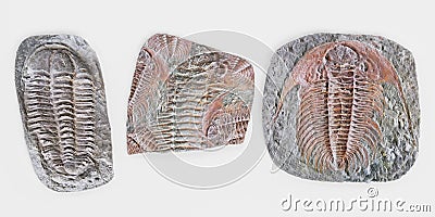 3D Render of Trilobite Fossils Stock Photo