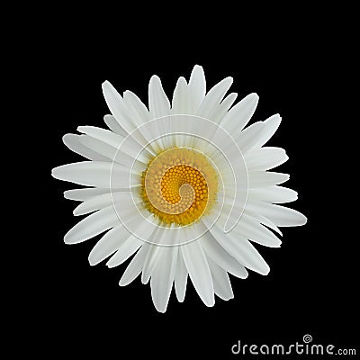 Realistic daisy flower isolated on dark background Vector Illustration