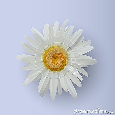 Realistic daisy flower isolated on white Vector Illustration