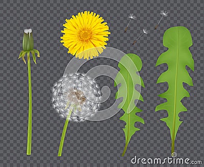 Realistic dandelion. Botanical illustration beautiful flower with transparent flowing buds and leaf flying particles Vector Illustration