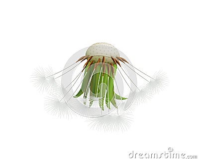 Realistic Dandelion Head Vector Illustration