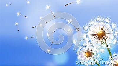 Realistic dandelion. White fluffy flower, flying seeds on blue sky. Spring summer season banner. Floral vector Vector Illustration