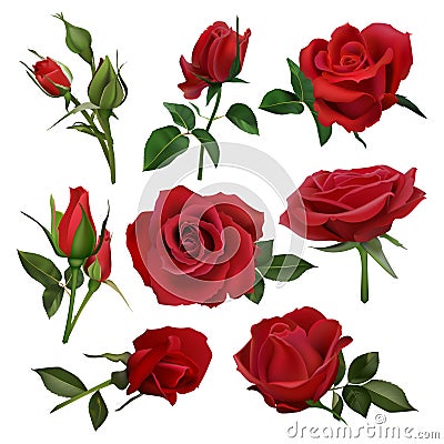 Realistic decorative roses bouquet. Floral red roses bouquets, flowers with leaves and burgeon, flowers blossom bunch Vector Illustration