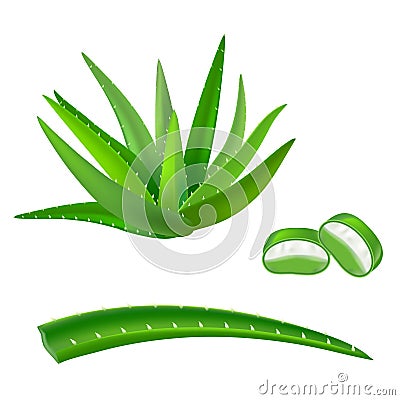 Realistic Detailed Aloe Vera Green Plant. Vector Vector Illustration