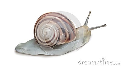 Realistic Detailed 3d Burgundy Roman Creeping Snail. Vector Vector Illustration