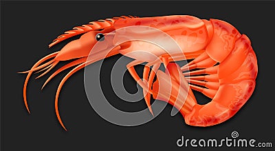 Realistic Detailed 3d Cooked Crustacean Shrimp. Vector Vector Illustration