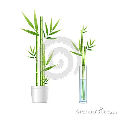 Realistic Detailed 3d Different Bamboo House Plant Set. Vector Vector Illustration