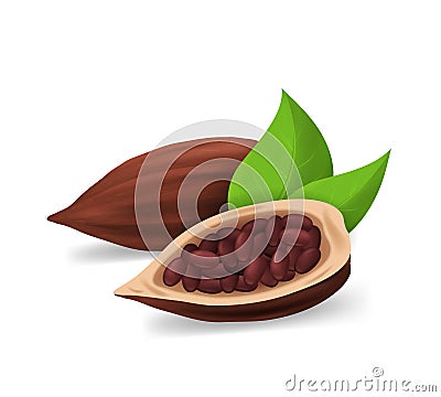 Realistic Detailed 3d Dry Cocoa Pods. Vector Vector Illustration