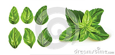 Realistic Detailed 3d Green Fresh Basil Leaves Set. Vector Vector Illustration