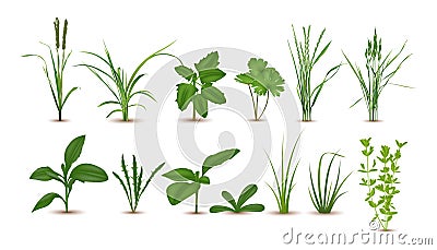 Realistic Detailed 3d Green Grass Set. Vector Vector Illustration