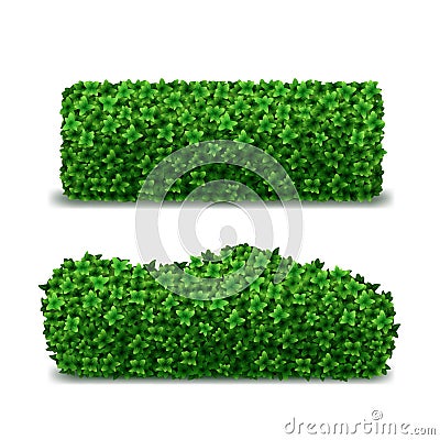 Realistic Detailed 3d Green Hedges Set. Vector Vector Illustration