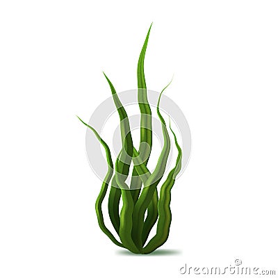 Realistic Detailed 3d Green Spirulina Seaweed. Vector Vector Illustration