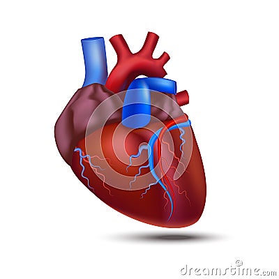 Realistic Detailed 3d Human Anatomy Heart. Vector Vector Illustration
