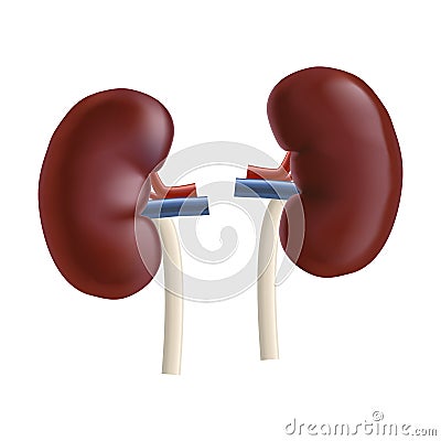 Realistic Detailed 3d Kidney Human Internal Organs. Vector Vector Illustration