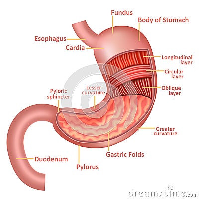 Realistic Detailed 3d Stomach Anatomy Internal Organ. Vector Vector Illustration