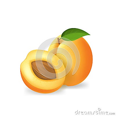 Realistic Detailed 3d Whole Apricots with Green Leaf. Vector Vector Illustration