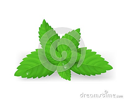 Realistic Detailed Fresh Green Mint Leaves. Vector Vector Illustration