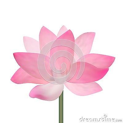 Realistic Detailed Pink Lotus Flower. Vector Vector Illustration