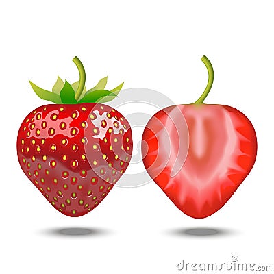 Realistic Detailed Strawberry Whole and a Half. Vector Vector Illustration