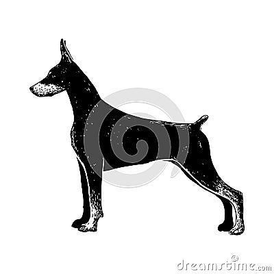 Realistic doberman dog Vector Illustration