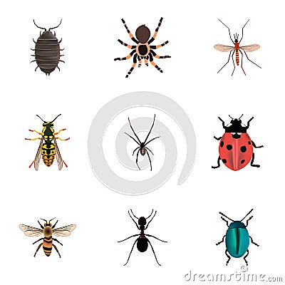 Realistic Dor, Ladybird, Tarantula And Other Vector Elements. Set Of Bug Realistic Symbols Also Includes Spinner, Beetle Vector Illustration