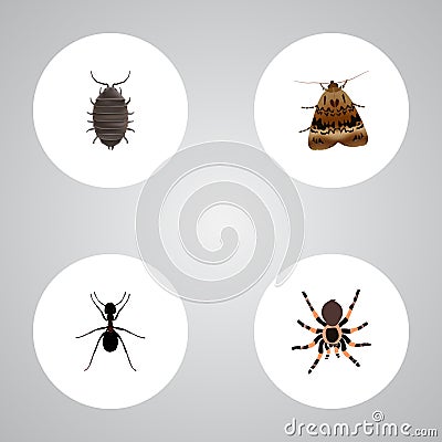 Realistic Dor, Tarantula, Butterfly And Other Vector Elements. Set Of Bug Realistic Symbols Also Includes Dor, Ant Vector Illustration