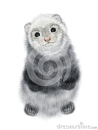 Realistic Drawing of Ferret. Stock Photo