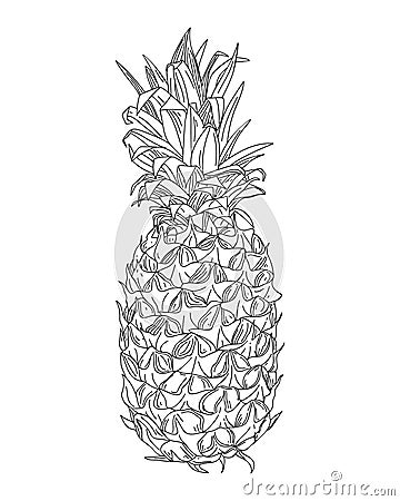 Realistic drawing of fresh pineapple isolated on white background. Exotic tropical fruit line art. Hand drawn vector pineapple Vector Illustration