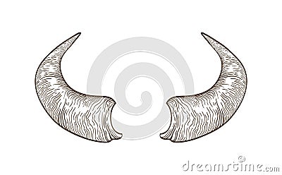 Realistic drawing of horns of cow, bull, bison, buffalo or other bovine animal hand drawn with contour lines on white Vector Illustration