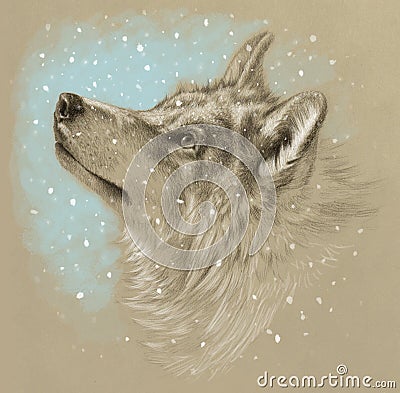 Realistic drawing of a wolf head. Winter with snow. Pencil drawing on tinted paper Stock Photo