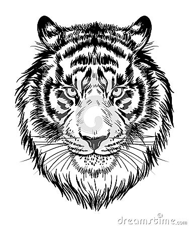 Realistic drawn face of a tiger, vector illustration. Muzzle, portrait of a tiger - black and white graphic, print Vector Illustration