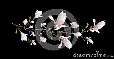 Realistic drawn with a magnolia branch. symbol of spring, in a minimalist style. romantic element, isolated on a black background Vector Illustration