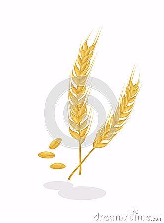 Realistic ear of wheat on white background. Cereals harvest, agriculture, organic farming, healthy food symbol Vector Illustration