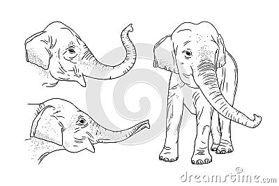 Realistic elephant set isolated on white background. Engraved Indian elephant for zoo designs. Vector illustration Vector Illustration