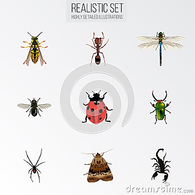 Realistic Emmet, Midge, Spinner And Other Vector Elements. Set Of Bug Realistic Symbols Also Includes Ant, Wisp, Gnat Vector Illustration