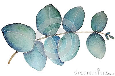 Eucalyptus Leaf With Watercolor Stock Photo