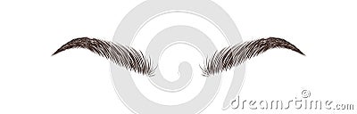 Realistic eyebrows on white background. Permanent make-up and microblading. Brow studio logo. Linear vector Illustration Vector Illustration