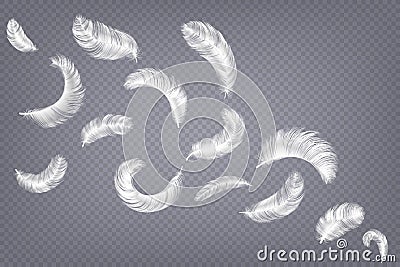 Realistic feathers. Fluffy white goose and swan different falling fluffy twirled feather, weightless plume Vector Illustration