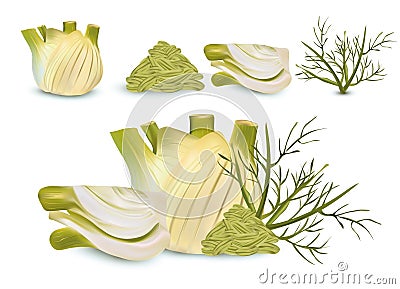 Realistic fennel with green leaf and seeds. White fennel with green stems. Spices for your menu isolated on white Cartoon Illustration