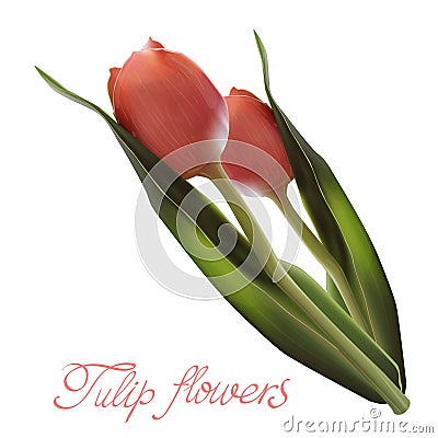 Realistic Flower Tulip. Tulip in Vector eps10 Stock Photo