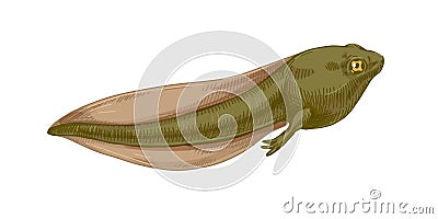 Realistic frog s tadpole. Amphibian toad's polliwog. Green aquatic reptile in retro style. Colored hand-drawn vector Vector Illustration